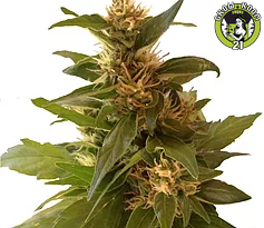 Bild von CBD Sweet Hemp