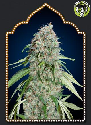 Bild von Chocolate Skunk CBD