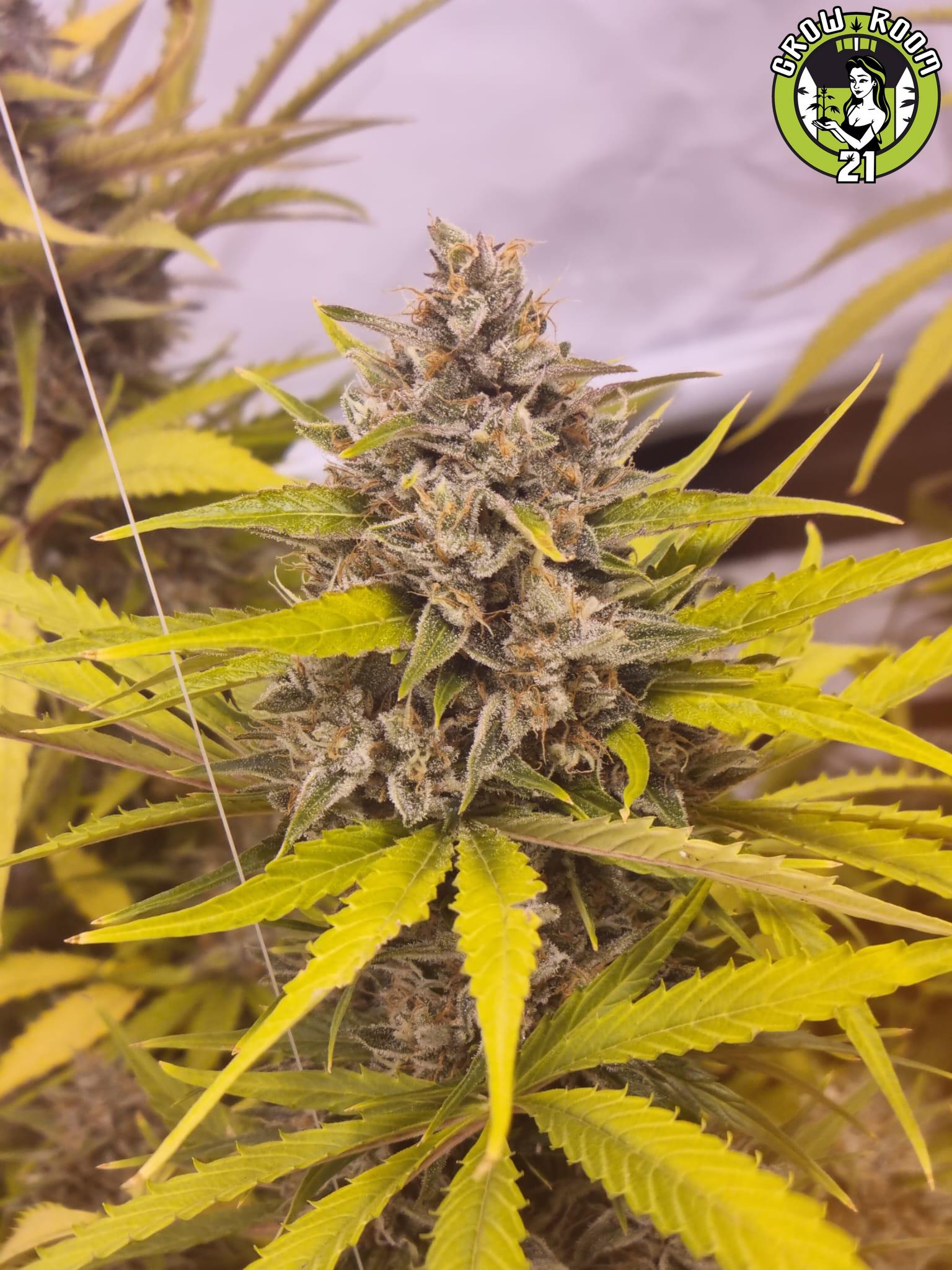 Bild von Cotton Candy Kush Early Version