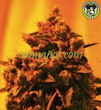 Bild von Critical Sour Diesel CBD