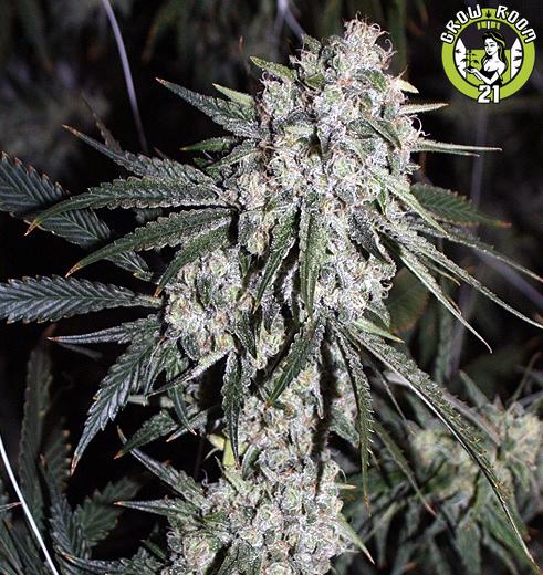 Bild von Ghost Train Haze 8