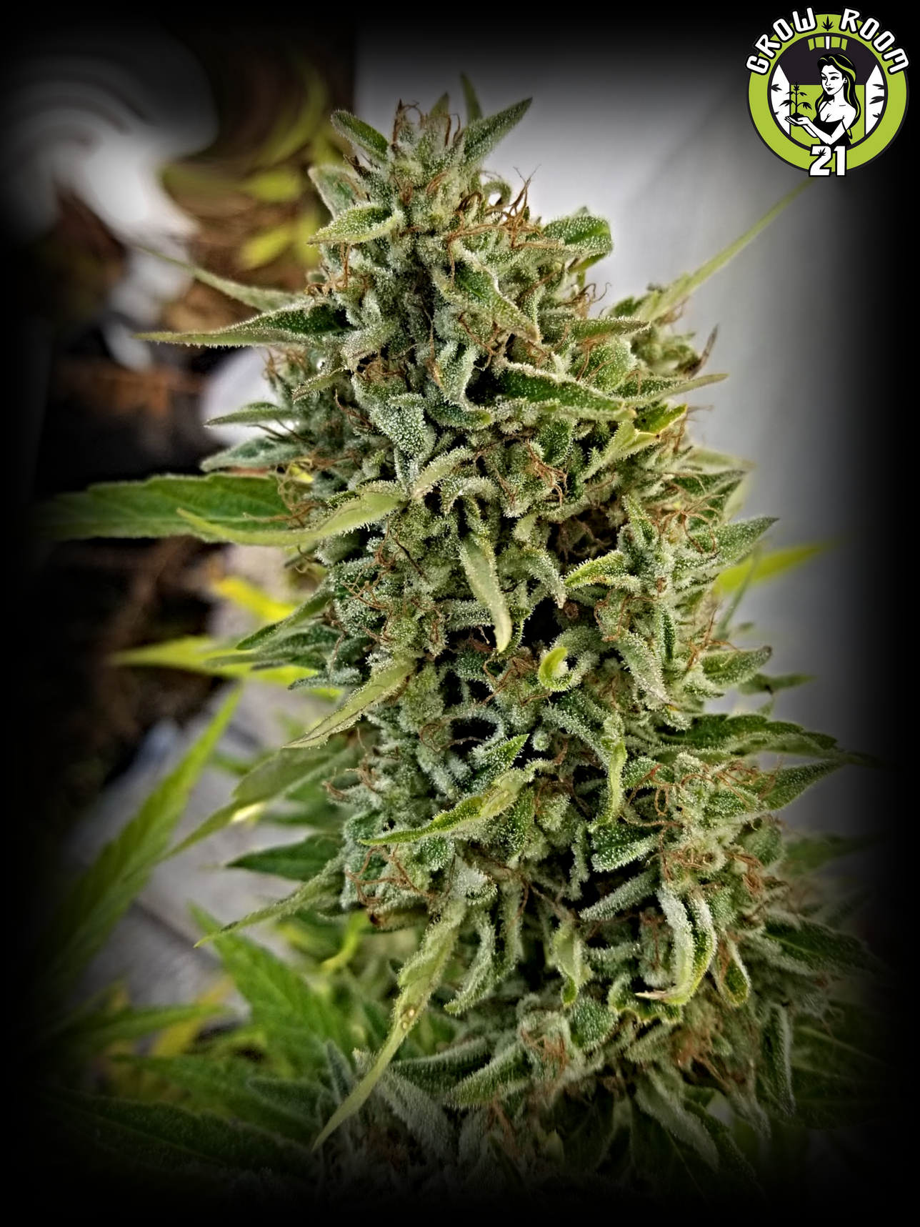 Bild von Jacked Up Lemon Skunk Auto