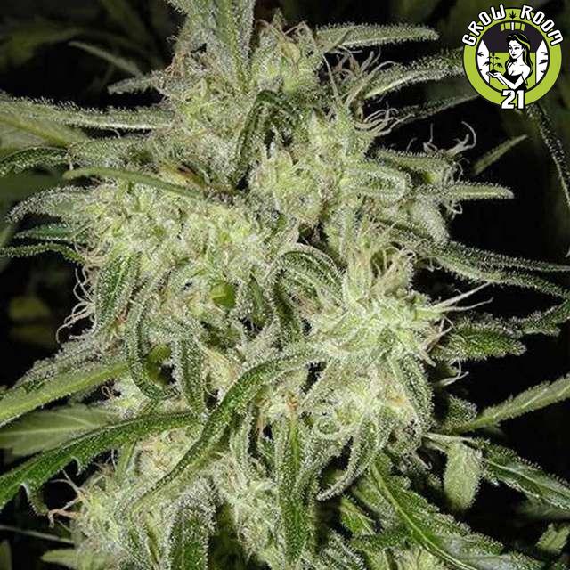 Bild von Lemon OG Haze Automatic