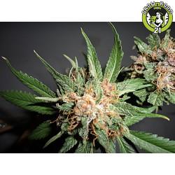 Bild von Green Crack Kush