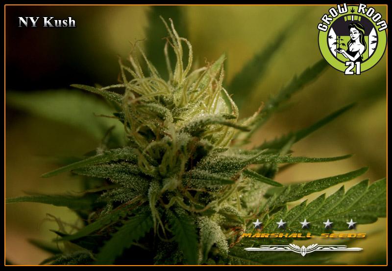 Bild von NY Kush