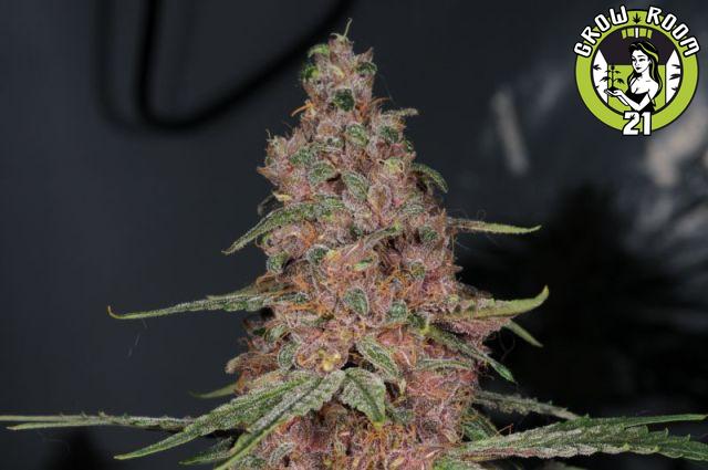 Bild von New Blue Diesel