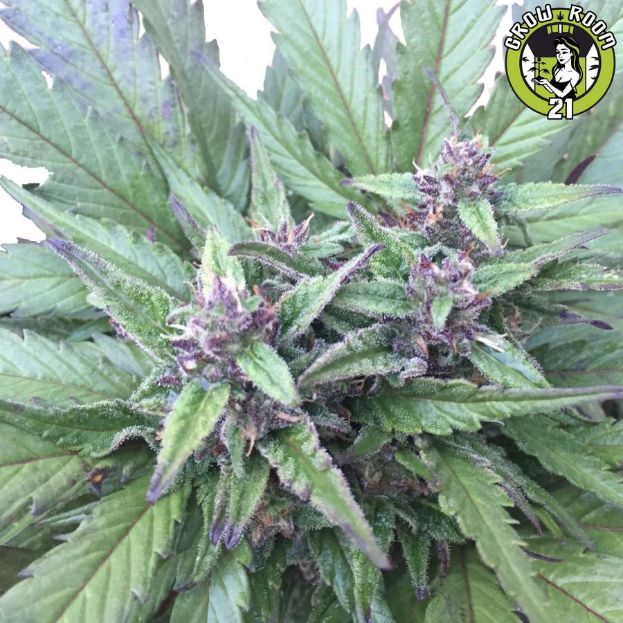 Bild von Piensa En Blueberry Auto