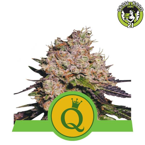 Bild von Seeds Purple Queen Automatic