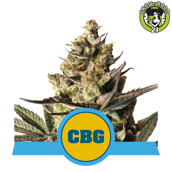 Bild von Seeds Royal CBG Automatic