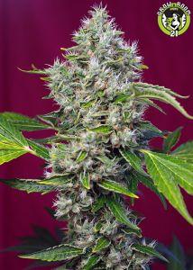 Bild von San Fernando Lemon Kush