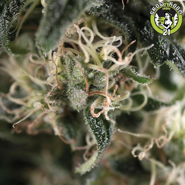 Bild von Super Cheese Auto