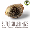 Bild von Super Silver Haze