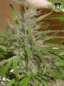 Bild von Super Silver Haze