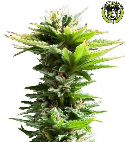 Bild von Super Silver Haze