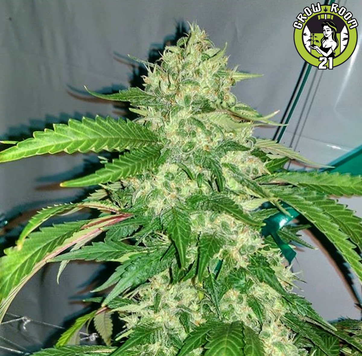 Bild von Ultra Lemon Haze