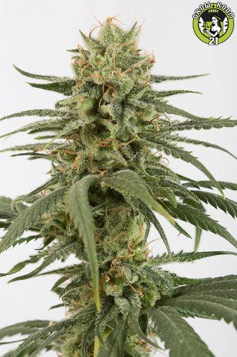 Bild von Amnesia CBD