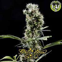 Bild von Arjans Haze 2