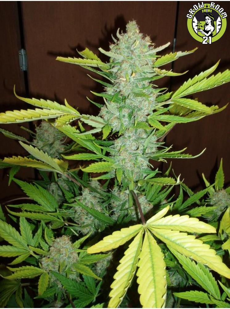 Bild von Auto Blueberry Kush