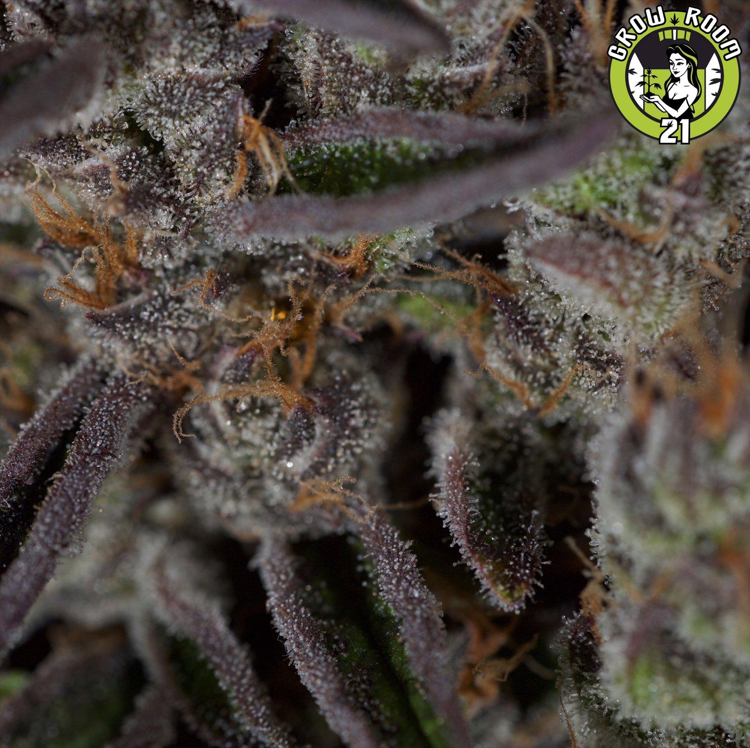 Bild von Jungle Scout Cookies