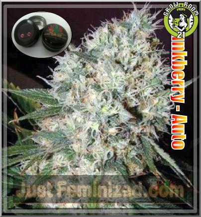 Bild von Auto Short Berry Skunk