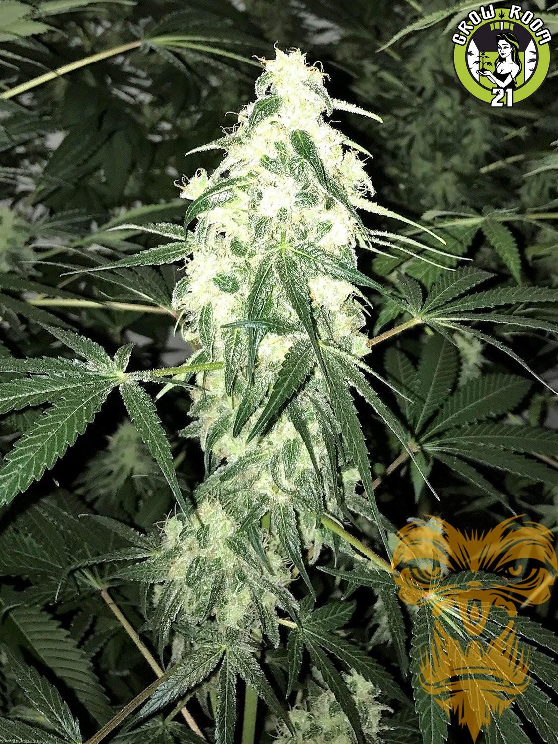 Bild von Auto Sour D