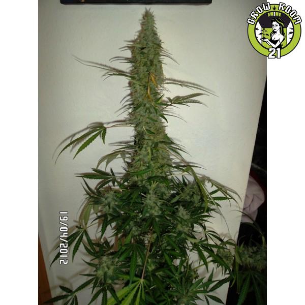 Bild von Danes White Pineapple Auto