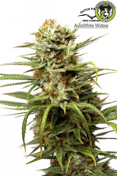 Bild von AutoWhite Widow