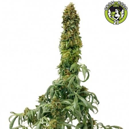 Bild von Sweet Tooth Auto