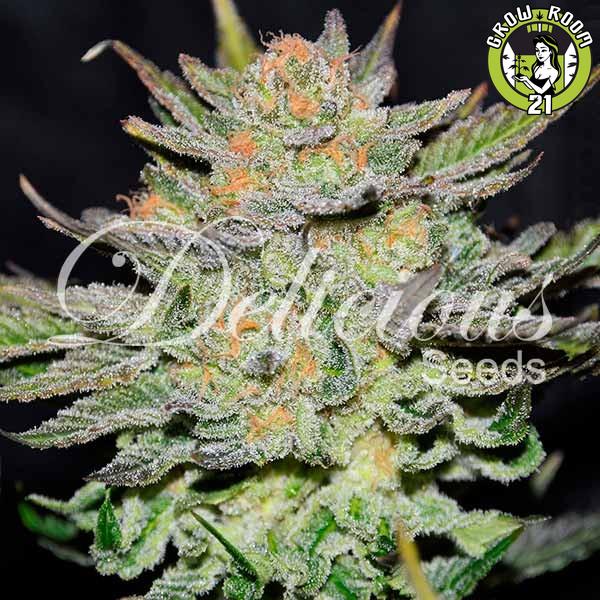 Bild von Blue Ace Auto CBD