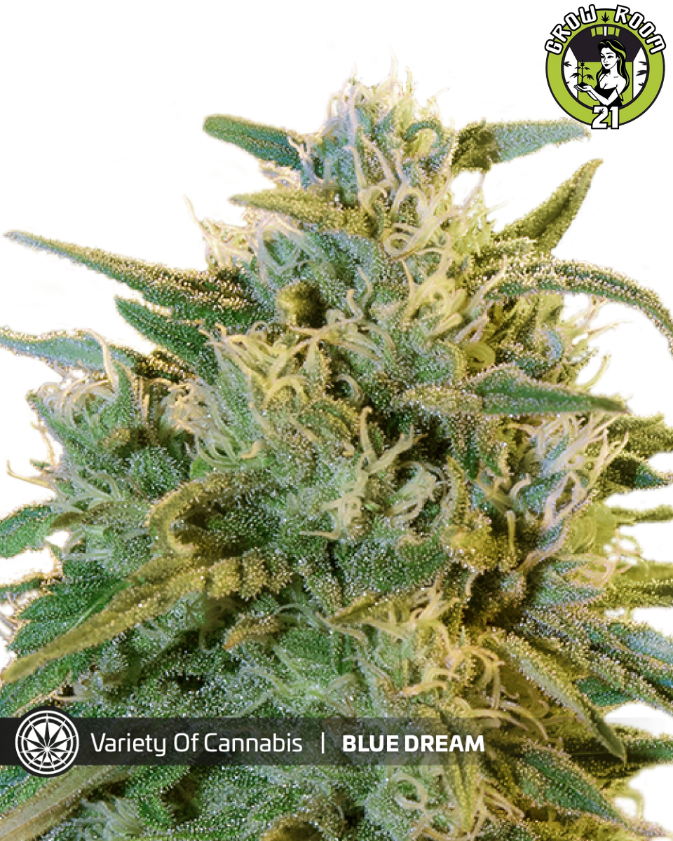 Bild von Blue Dream Auto