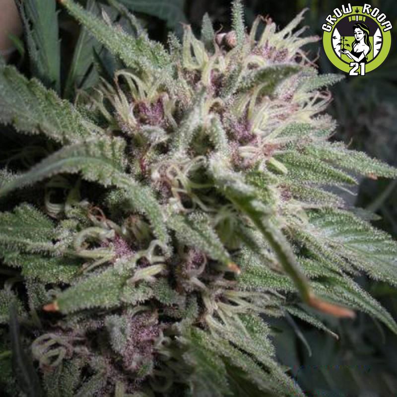 Bild von Blueberry Muffin F3