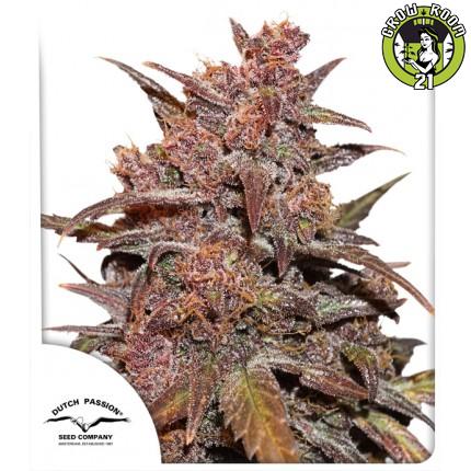 Bild von CBD Auto Blackberry Kush