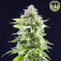 Bild von Cookies Haze