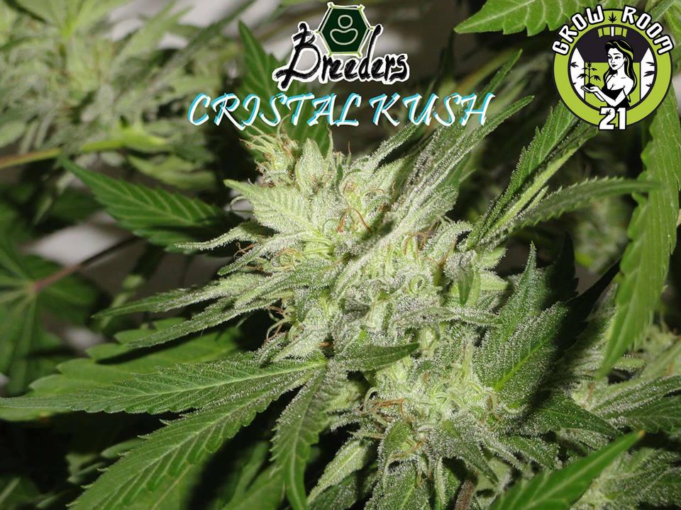 Bild von Cristal Kush