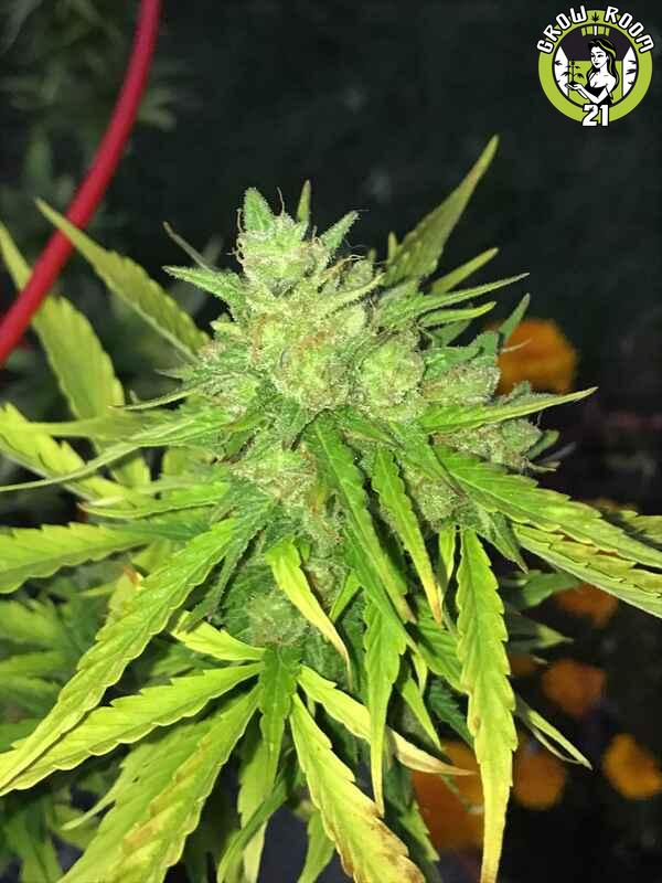 Bild von Devil XXL Autoflower