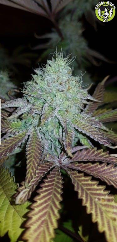 Bild von Double Bubble Haze CBD