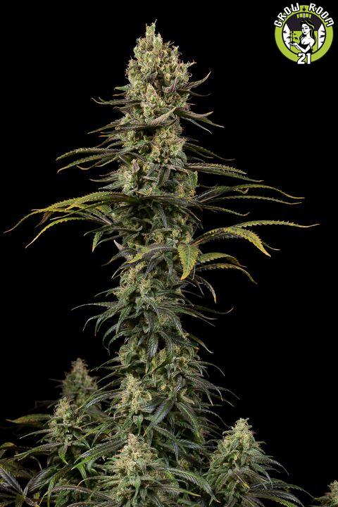 Bild von Early Amnesia CBD