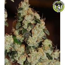 Bild von East Coast Sour Diesel Haze