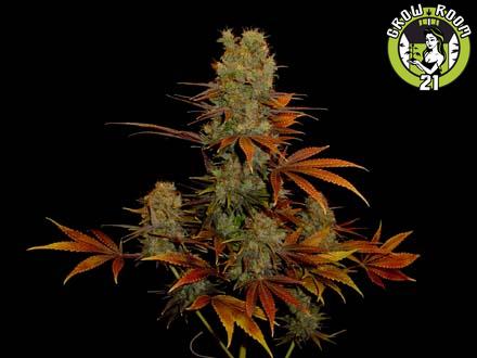 Bild von G13 Haze Somango