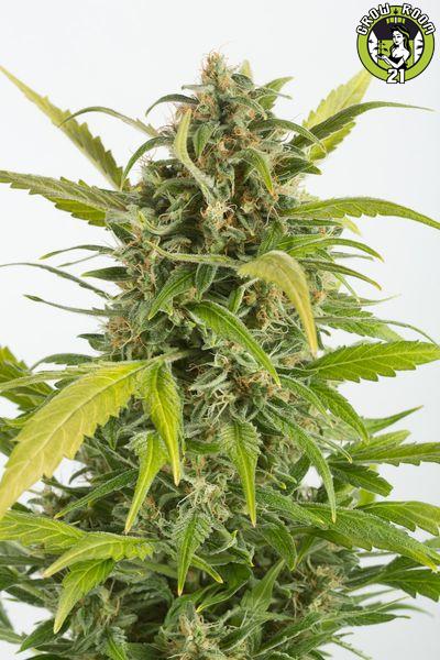 Bild von Haze Autoflowering CBD