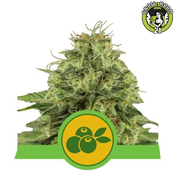 Bild von Seeds Haze Berry Automatic