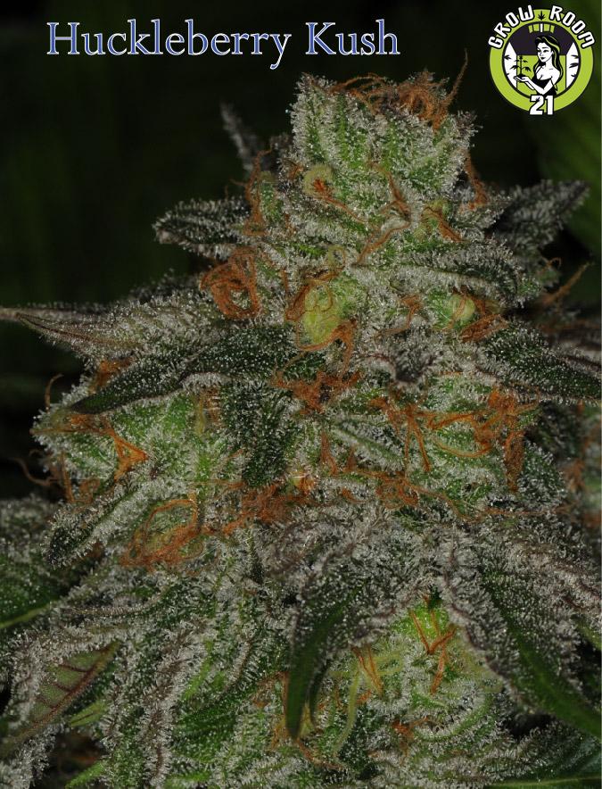 Bild von Huckleberry Kush