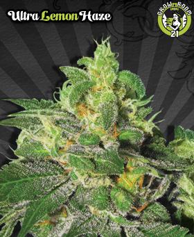 Bild von Ultra Lemon Haze