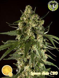 Bild von Lemon Auto CBD