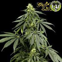 Bild von Arjans Haze 1