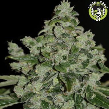 Bild von Piensa en Sour Diesel