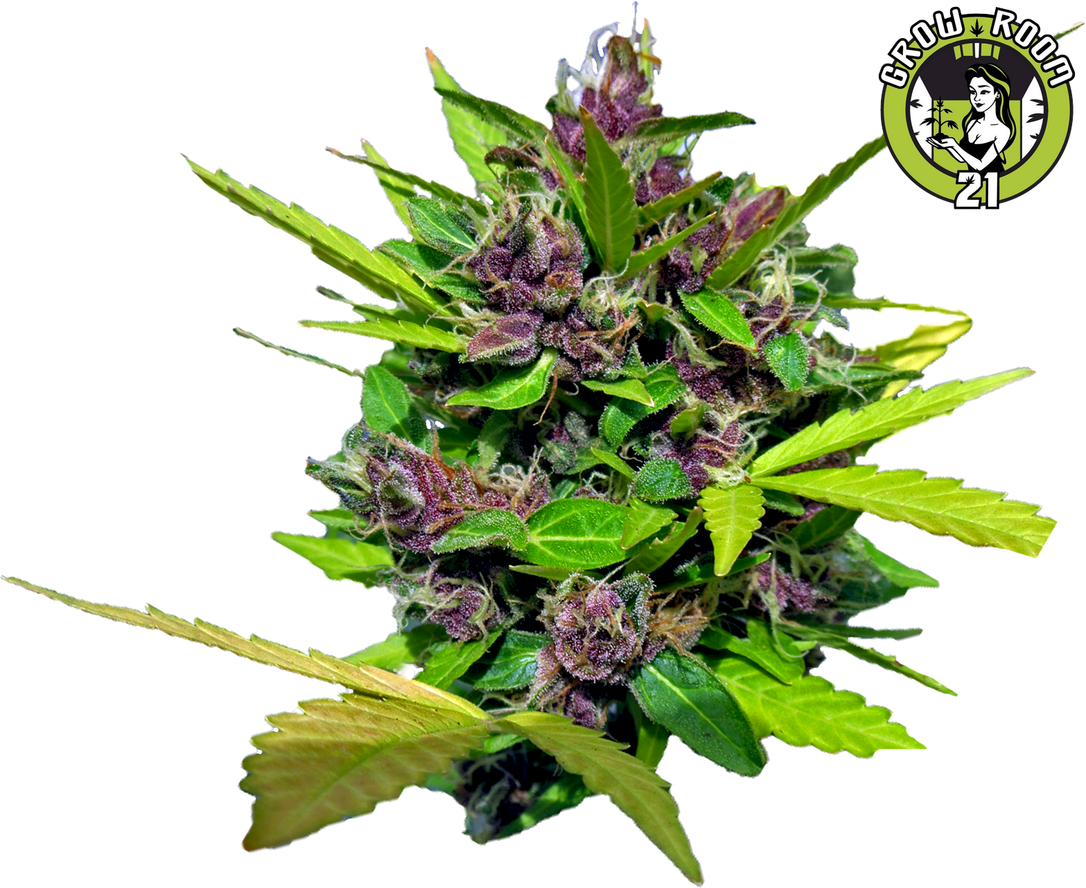 Bild von Purple Berry Auto