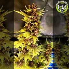 Bild von Purple Soda OG