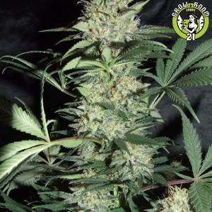 Bild von Silver Haze