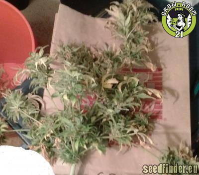 Bild von Sour Diesel Haze